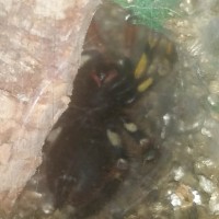 Molting ornata