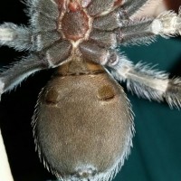 B Smithi sexing