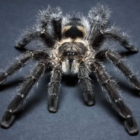 Avicularia purpurea (sp. "Ecuador")