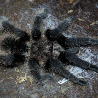 Brachypelma albopilosum Mature Male - Basil