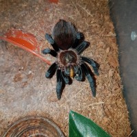 Brachypelma kahlenbergi