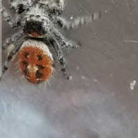 Need help with Species identification Jumping spider