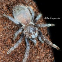 Pterinopelma sazimai