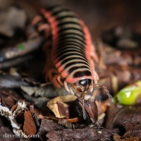 Polydesmid millipede