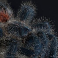 Avicularia variegata