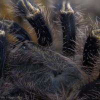 Grammostola pulchripes