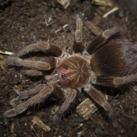 Pamphobeteus fortis Juvenile Female