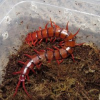 Malaysian Cherry Red (Scolopendra Dehaani)