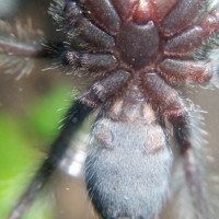 P. irminia sex ID pls