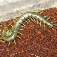 Scolopendra Subcrustalis