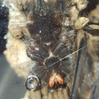 Avicularia avicularia