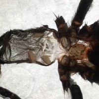 Recent C. versicolor molt