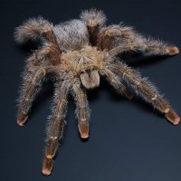 Avicularia rufa