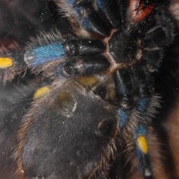 Poecilotheria Metallica