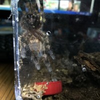 P. regalis