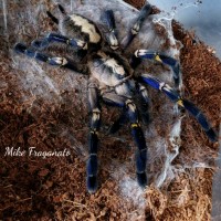 Poecilotheria metallica