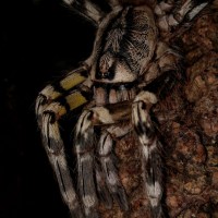 Poecilotheria fasciata