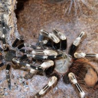 Nhandu chromatus mating