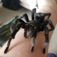 Blueberry (Grammostola pulchra)