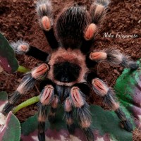 Brachypelma hamorii