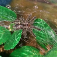 Avicularia Purpurea SP Colombia