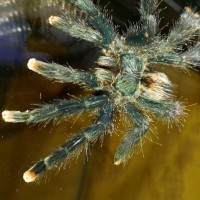 A. avicularia male