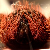 Brachypelma vagans