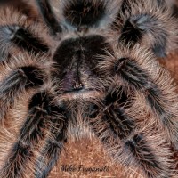 Brachypelma albopilosum