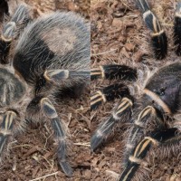Visual differences between my two G. pulchripes