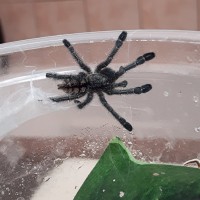 Avicularia sp Colombia sling