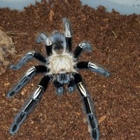 E murinus