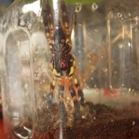 Poecilotheria ornata neeeds sexing