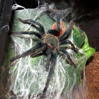 Muffet (♂ Chromatopelma cyaneopubescens 3.5")