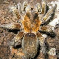 Euathlus sp “gold” female