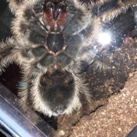 Brachypelma albopilosum