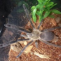 Chilobrachys sp. Kaeng Krachan