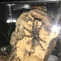 P. regalis - hopefully sharper