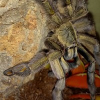 Psalmopoeus cambridgei juvenile