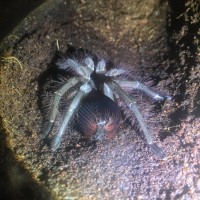 Theraphosa Stirmi