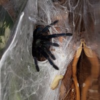 Chromatopelma cyaneopubescens Feeding