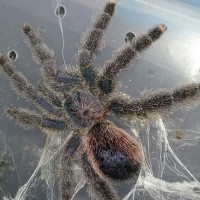 Avicularia sp. purple