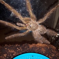 P.ornata