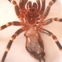 Acanthoscurria geniculata juvie