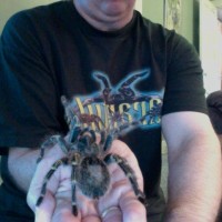 Grammostola pulchripes: Photo On 2011-10-16 At 09.46