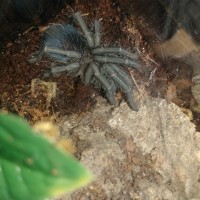 Freshly molted Phormictopus cancerides