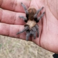 Rico Reckless (Aphonopelma)