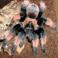 0.1 Brachypelma emilia