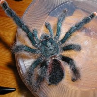 0.1 Avicularia Sp. (Peru)