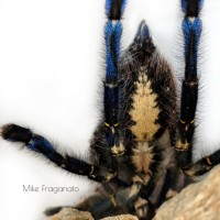 Poecilotheria metallica