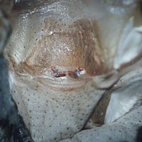 Adult Female Cyriocosmus bertae - 1.5"
